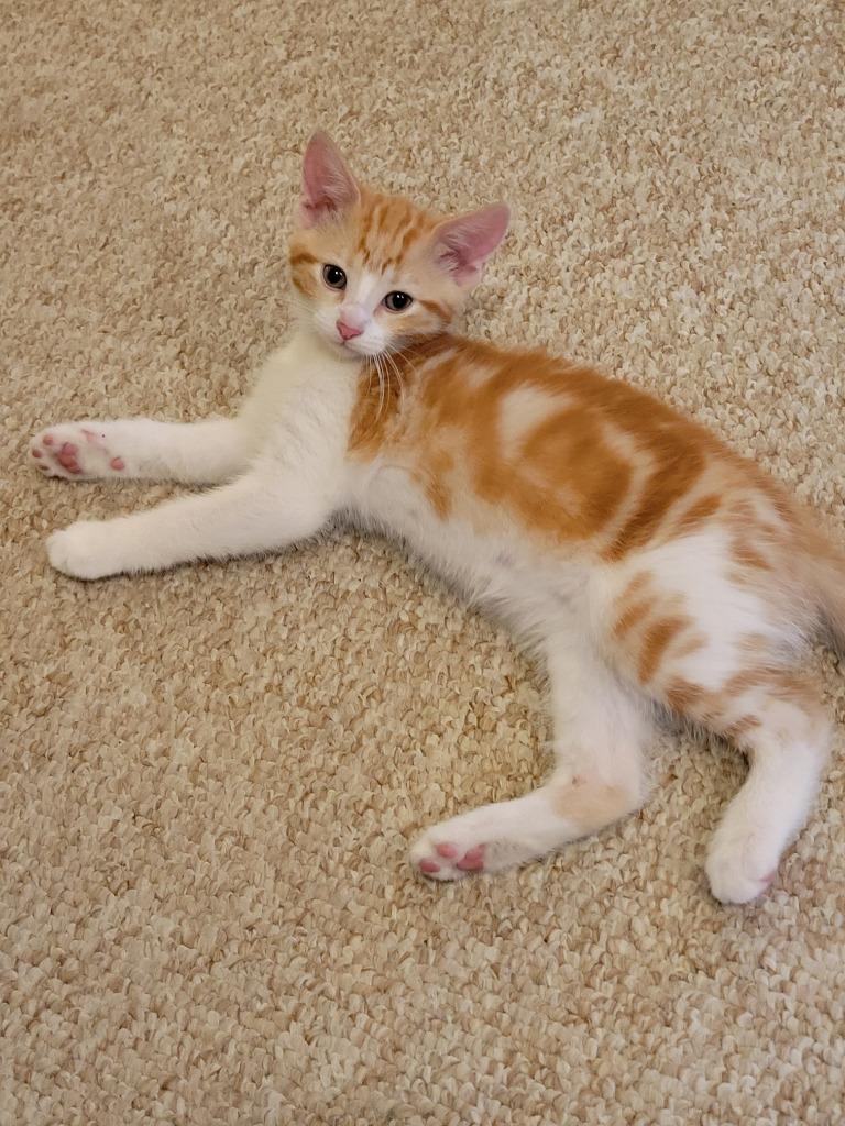Poof and Tigey, Adoptable, Kitten Male Domestic Short Hair.