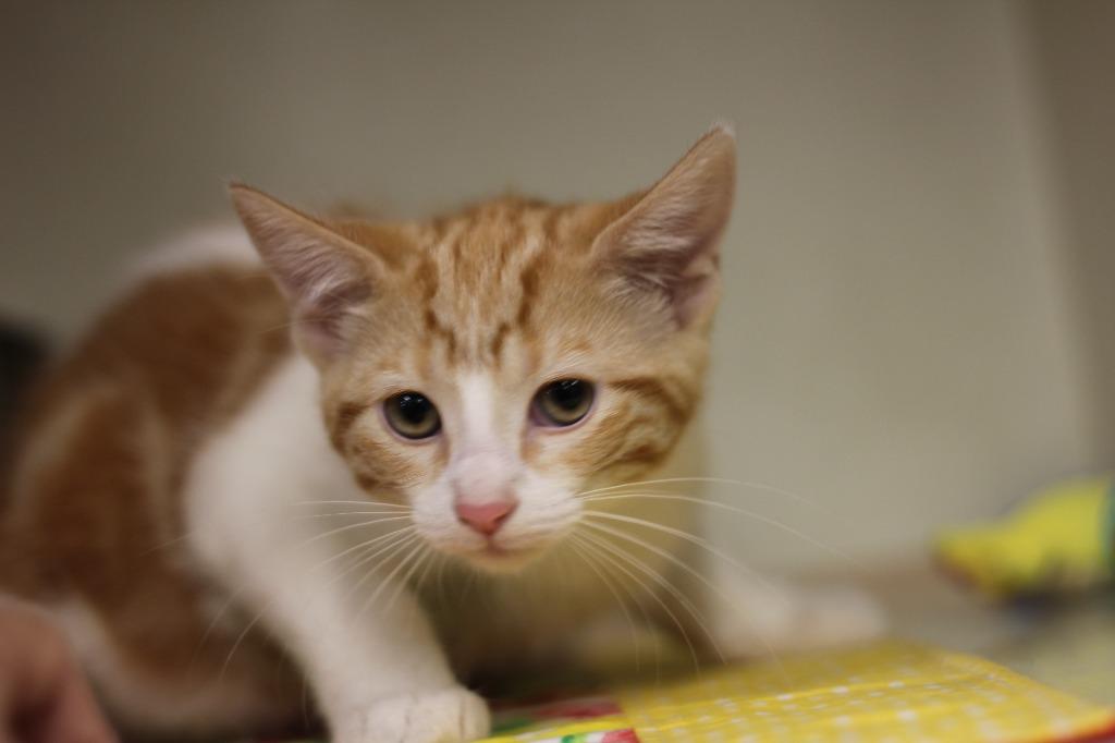 Poof and Tigey, a Adoptable mixed breed in Rockford, IL image 2/3