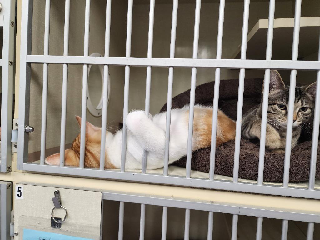 Poof and Tigey, a Adoptable mixed breed in Rockford, IL image 3/3