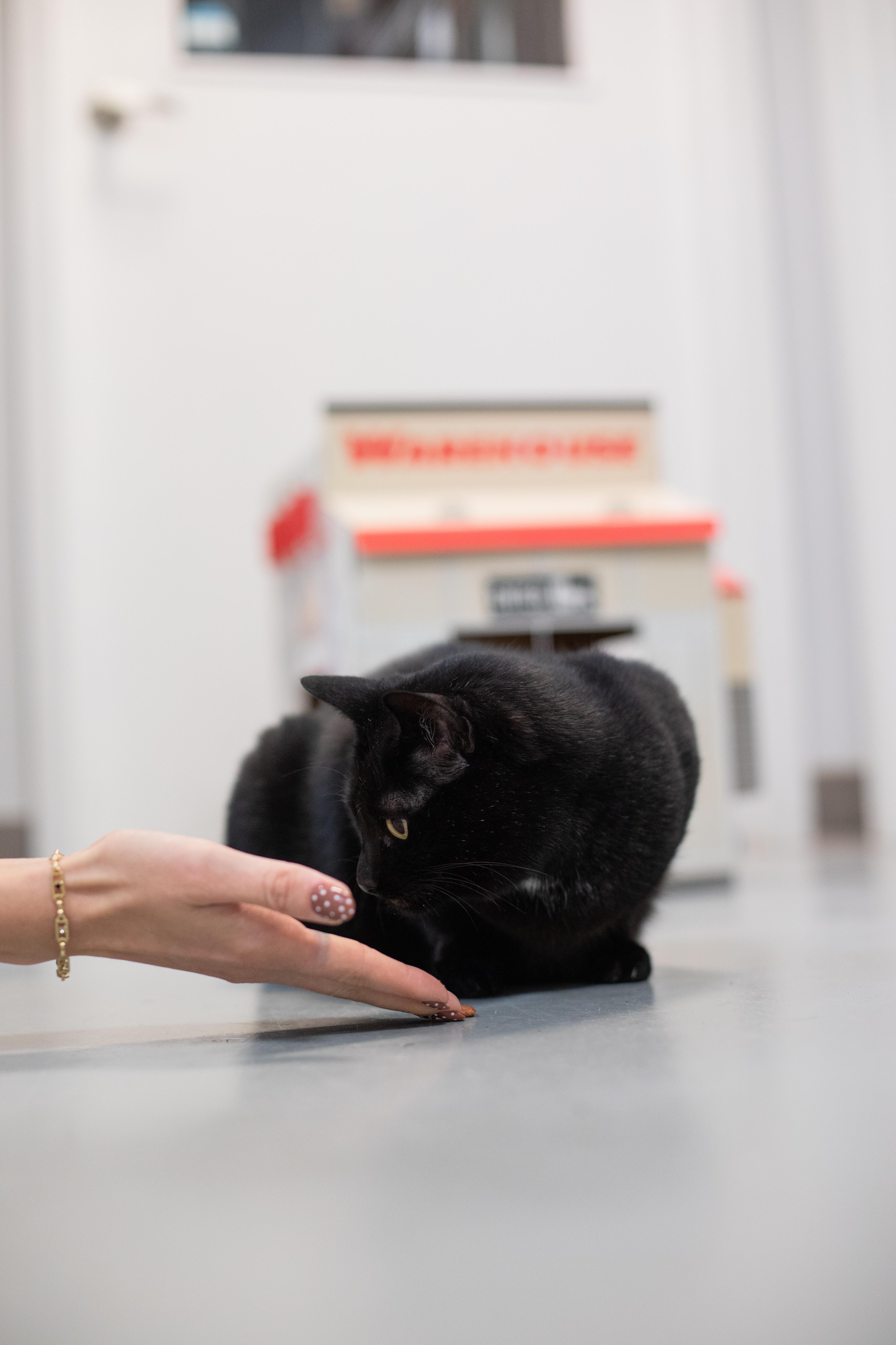 Enlarge Knight, a Adoptable mixed breed in Terryville, CT image 4/4