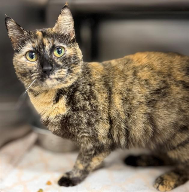 DAISY, Adoptable, Adult Female Domestic Short Hair.