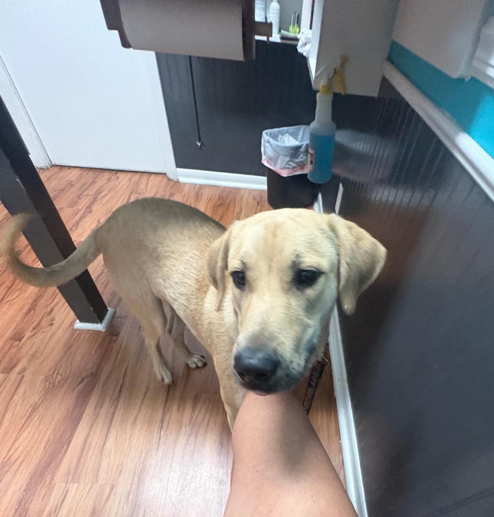 Arwen, Adoptable, Puppy Male Labrador Retriever.