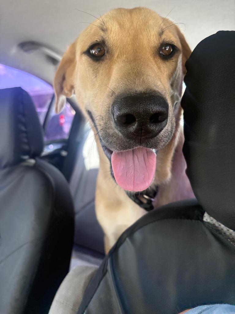 Enlarge Arwen, a Adoptable Labrador Retriever in Leander, TX image 2/5