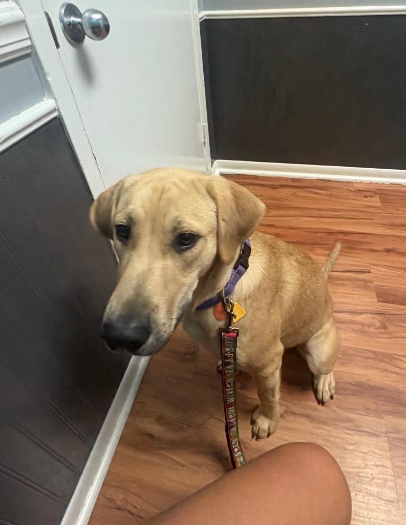 Enlarge Arwen, a Adoptable Labrador Retriever in Leander, TX image 4/5