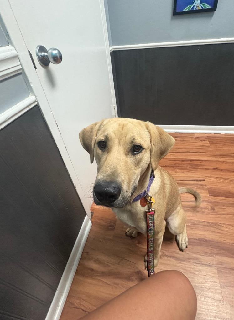 Enlarge Arwen, a Adoptable Labrador Retriever in Leander, TX image 5/5