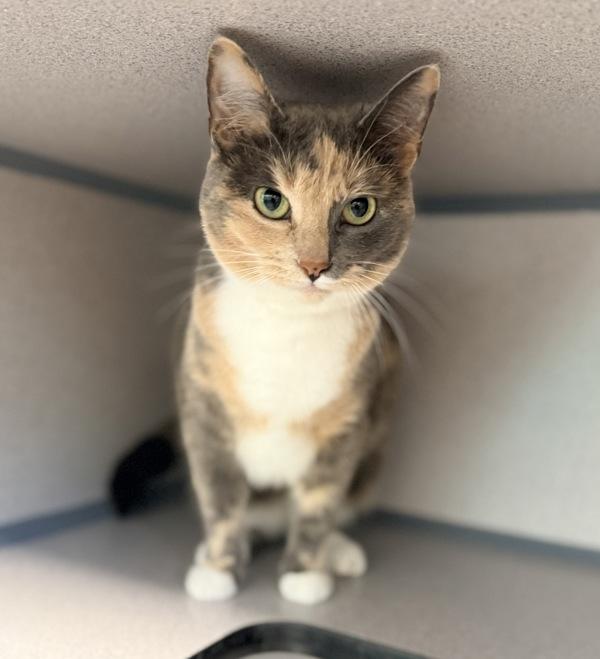 Jeanie, Adoptable, Adult Female Domestic Short Hair.