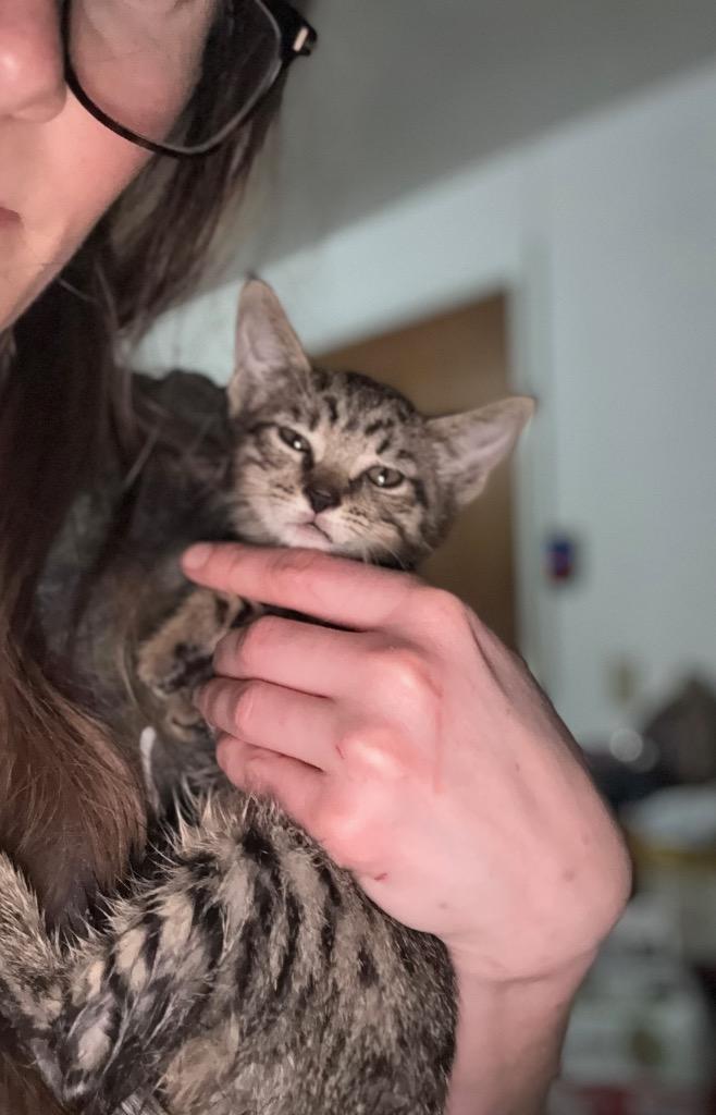 Enlarge CLEO fka Martina, a Adopted mixed breed in Tampa, FL image 1/1