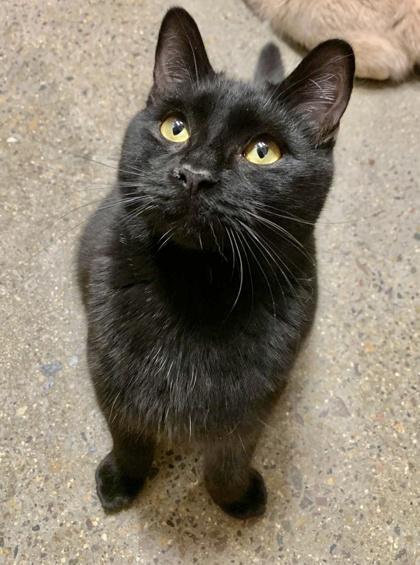 Nigiri, Adoptable, Young Male Domestic Short Hair & Domestic Short Hair.