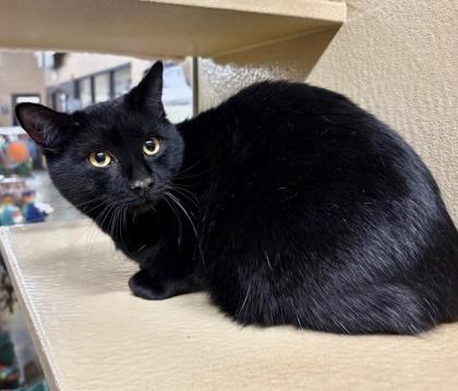 Enlarge Nigiri, a Adoptable mixed breed in San Diego, CA image 1/2