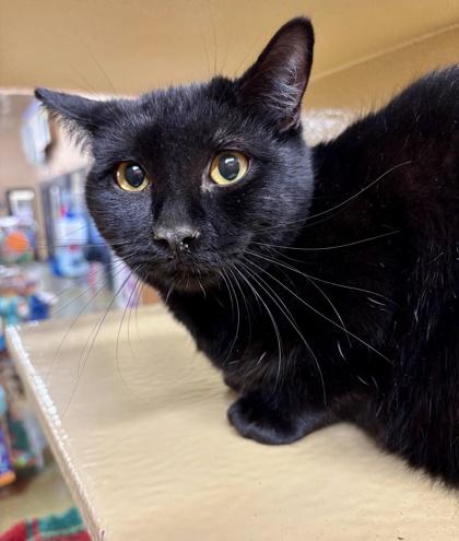 Enlarge Nigiri, a Adoptable mixed breed in San Diego, CA image 2/2