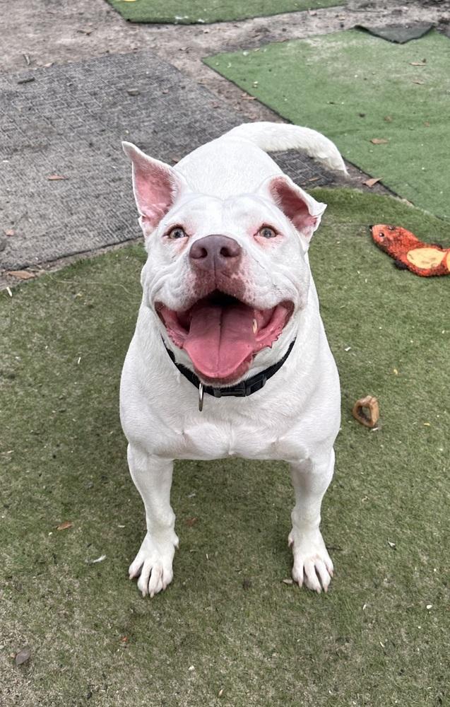 Enlarge Bama, a Adoptable mixed breed in Jackson, GA image 1/6