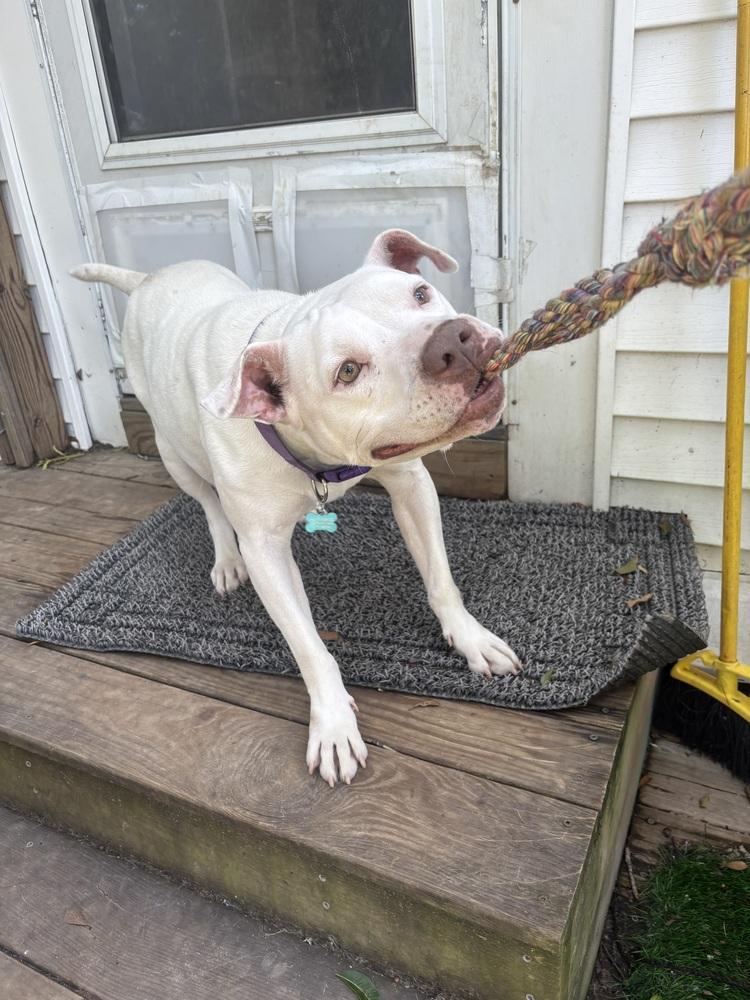 Enlarge Bama, a Adoptable mixed breed in Jackson, GA image 3/6