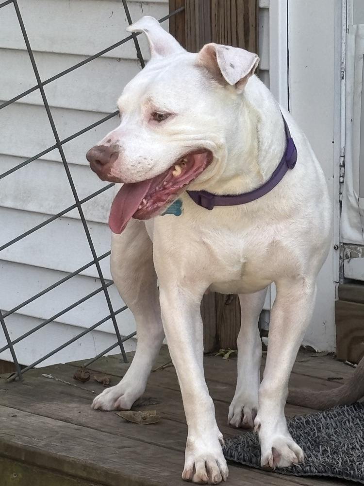 Enlarge Bama, a Adoptable mixed breed in Jackson, GA image 5/6