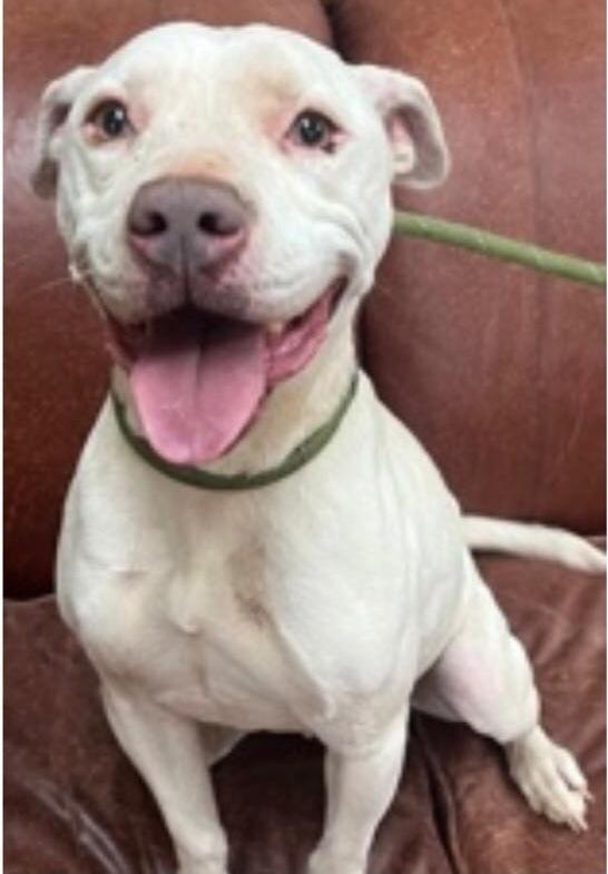 Enlarge Bama, a Adoptable mixed breed in Jackson, GA image 6/6