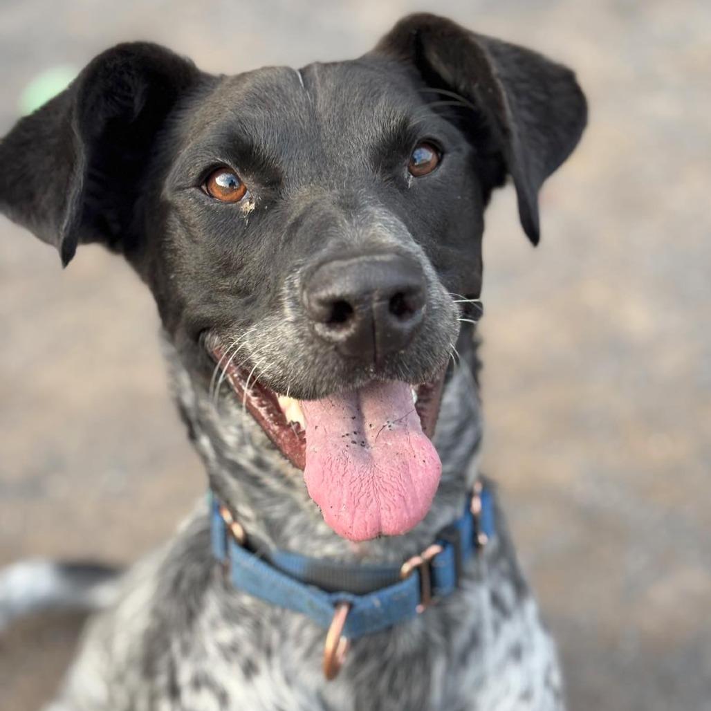 Mauser, Adoptable, Adult Male Pointer & Hound.