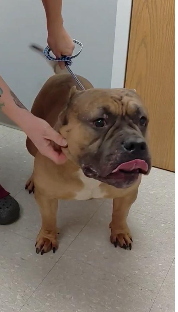 Rambo, ADOPTABLE, Senior Male Staffordshire Bull Terrier & Bulldog.