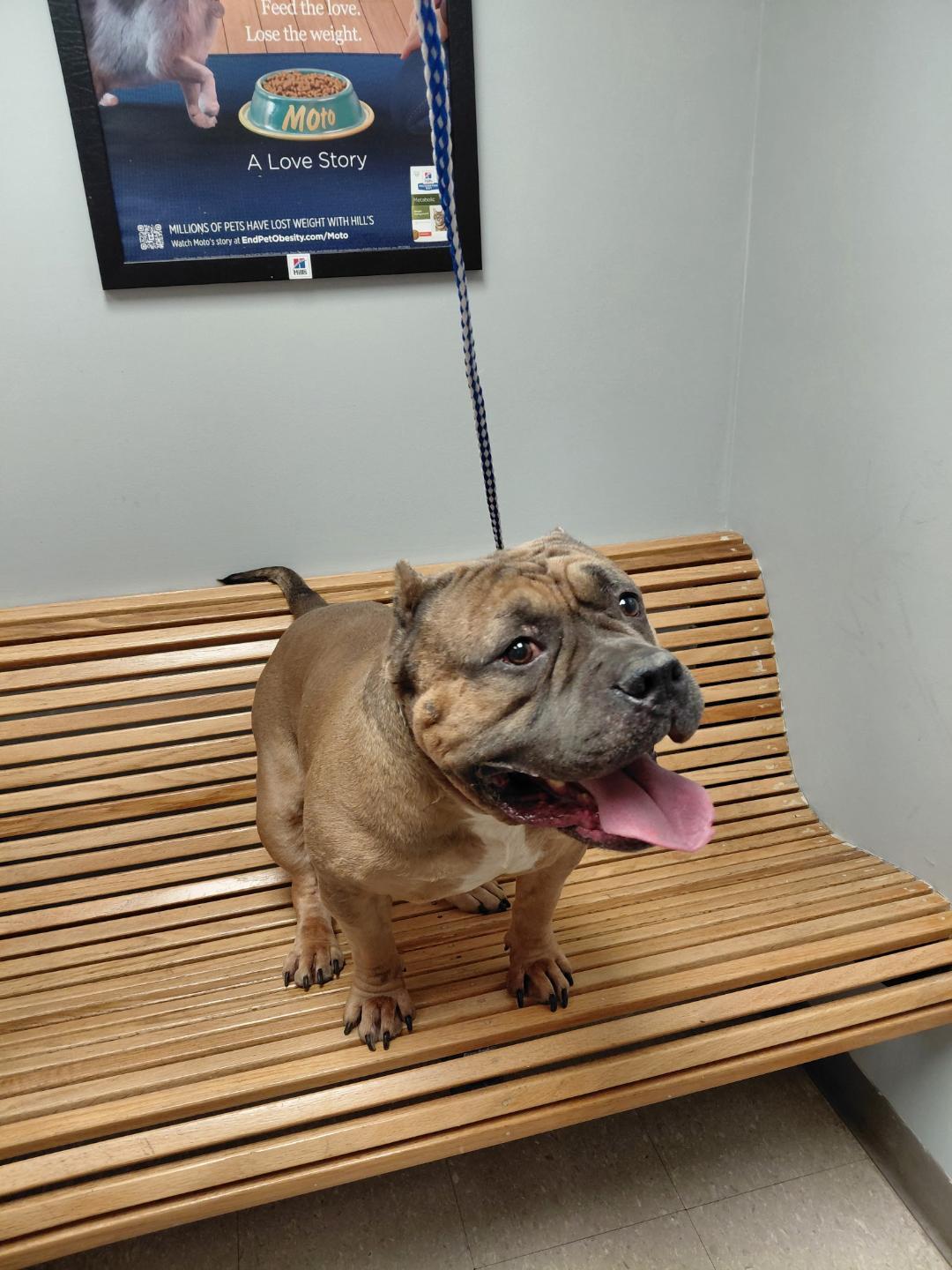 Enlarge Rambo, a ADOPTABLE mixed breed in Cape May Court House, NJ image 2/3