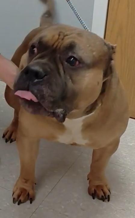 Enlarge Rambo, a ADOPTABLE mixed breed in Cape May Court House, NJ image 3/3