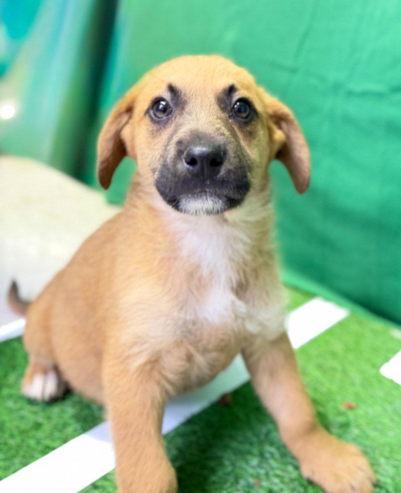 Hoss, adopted, Puppy Male Black Mouth Cur & Border Terrier.