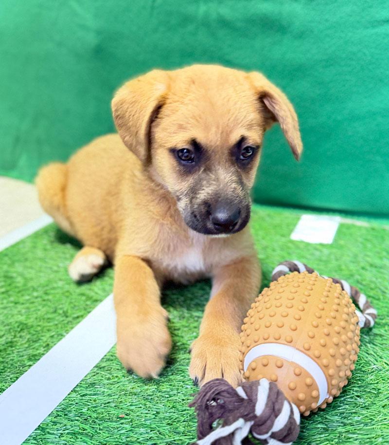 Enlarge Hoss, an adopted mixed breed in Horseshoe Bend, AR image 2/5