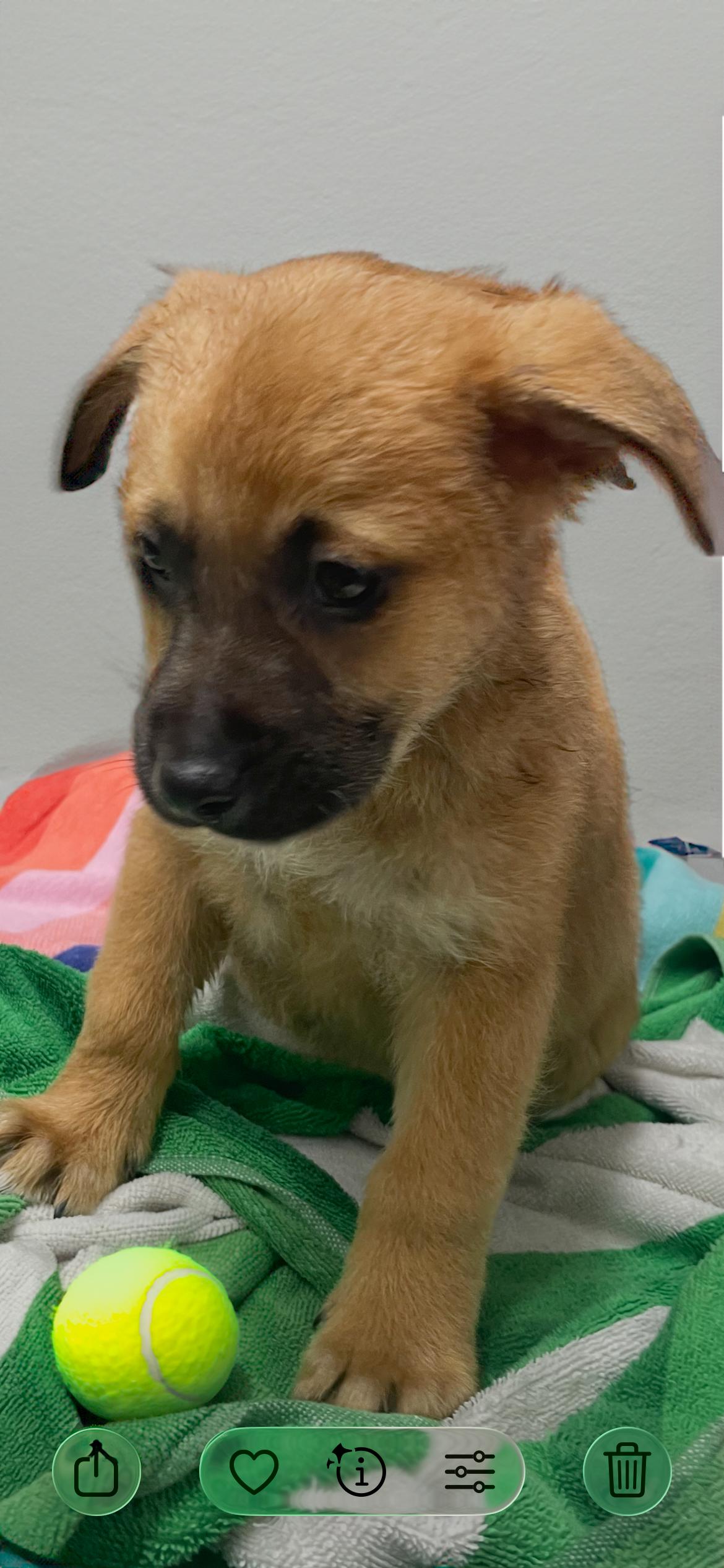 Enlarge Hoss, an adopted mixed breed in Horseshoe Bend, AR image 5/5