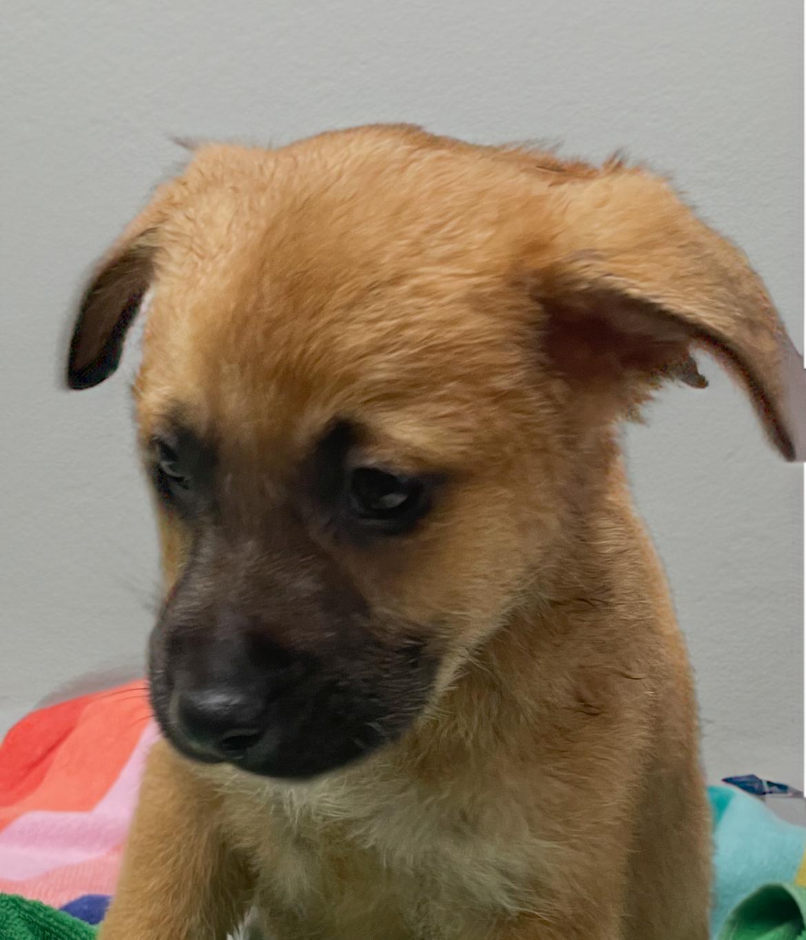 Enlarge Hoss, an adopted mixed breed in Horseshoe Bend, AR image 3/5