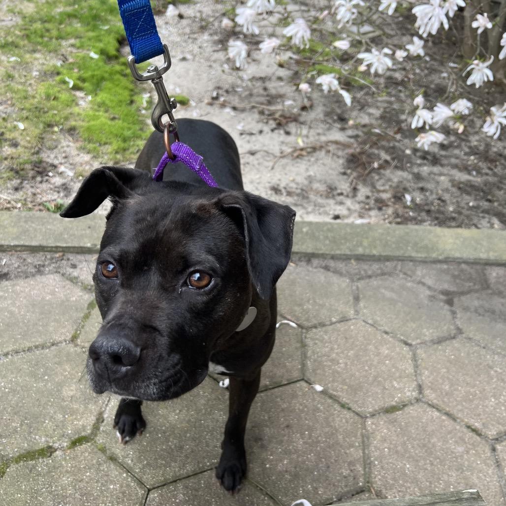 Wendy, Adoptable, Adult Female Mixed Breed.