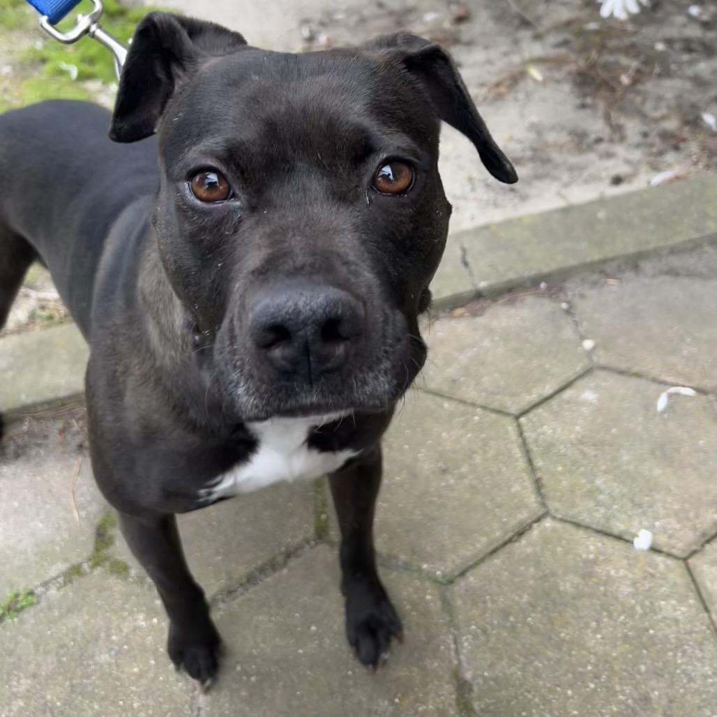 Wendy, a Adoptable mixed breed in Hampton Bays, NY image 2/6