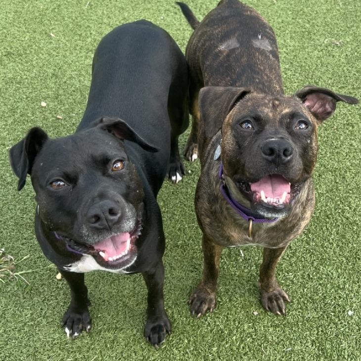 Wendy, a Adoptable mixed breed in Hampton Bays, NY image 3/6