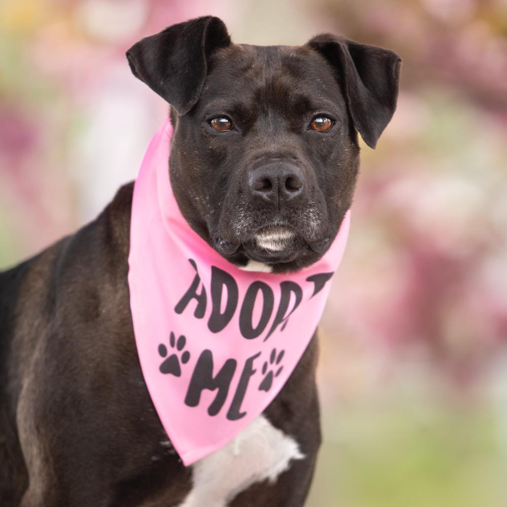 Wendy, a Adoptable mixed breed in Hampton Bays, NY image 4/6