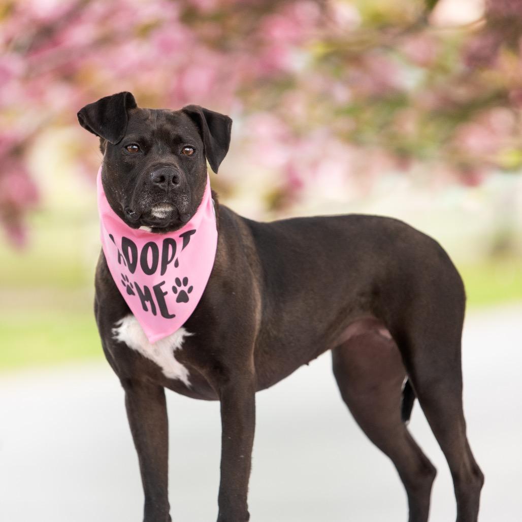 Wendy, a Adoptable mixed breed in Hampton Bays, NY image 5/6