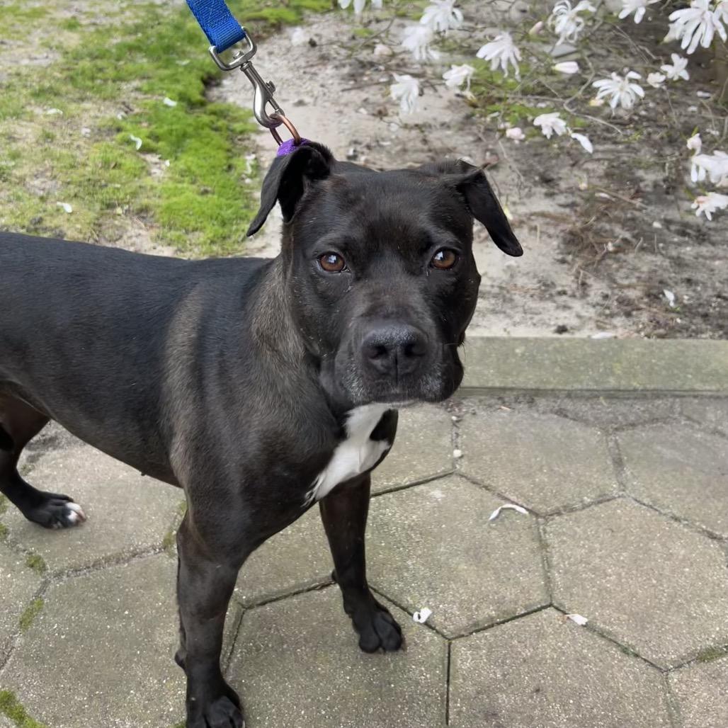 Wendy, a Adoptable mixed breed in Hampton Bays, NY image 6/6