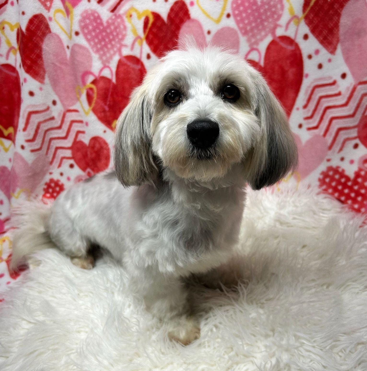 Enlarge ISABEL  (ohiosdrescue@gmail.com), a ADOPTABLE Havanese in Rossford, OH image 1/4