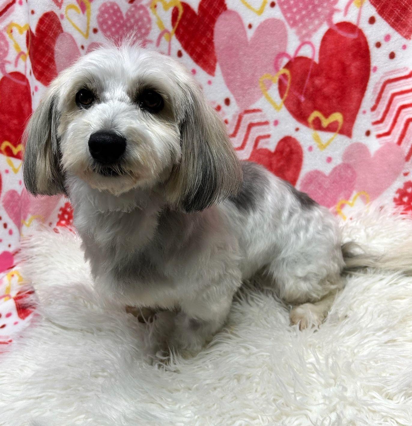 Enlarge ISABEL  (ohiosdrescue@gmail.com), a ADOPTABLE Havanese in Rossford, OH image 2/4