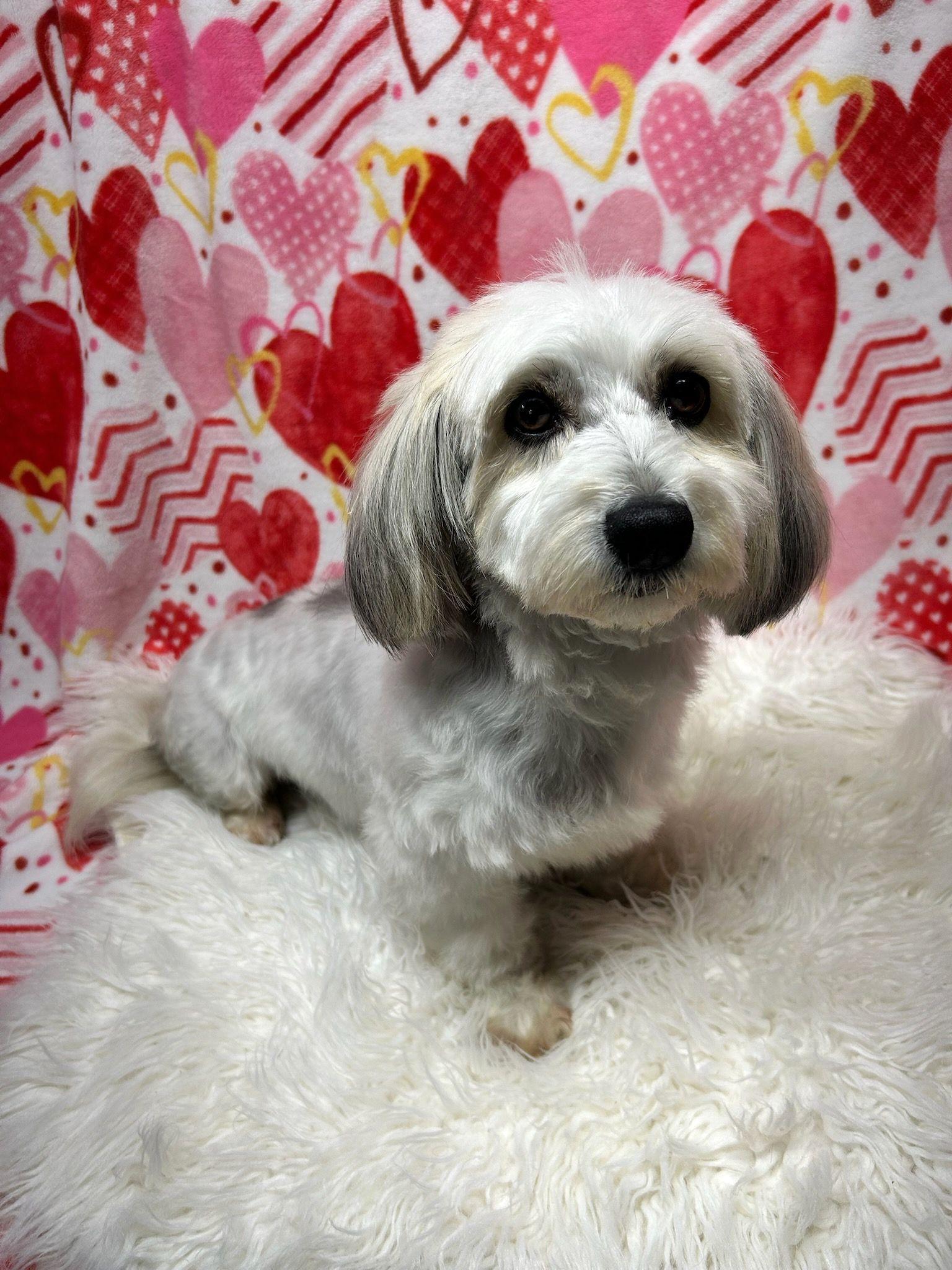 Enlarge ISABEL  (ohiosdrescue@gmail.com), a ADOPTABLE Havanese in Rossford, OH image 4/4