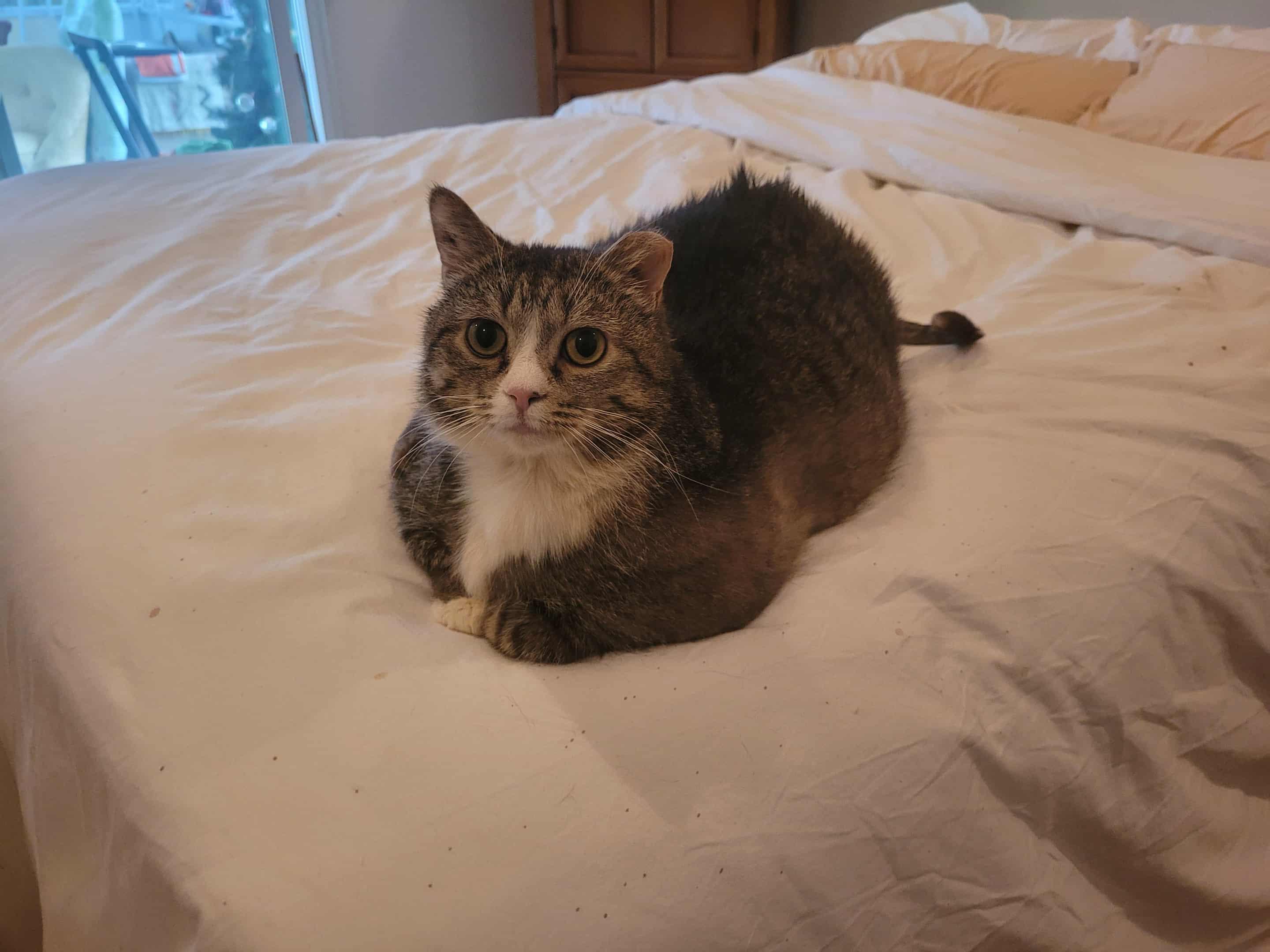 Meeka, Adoptable, Adult Female Domestic Short Hair.