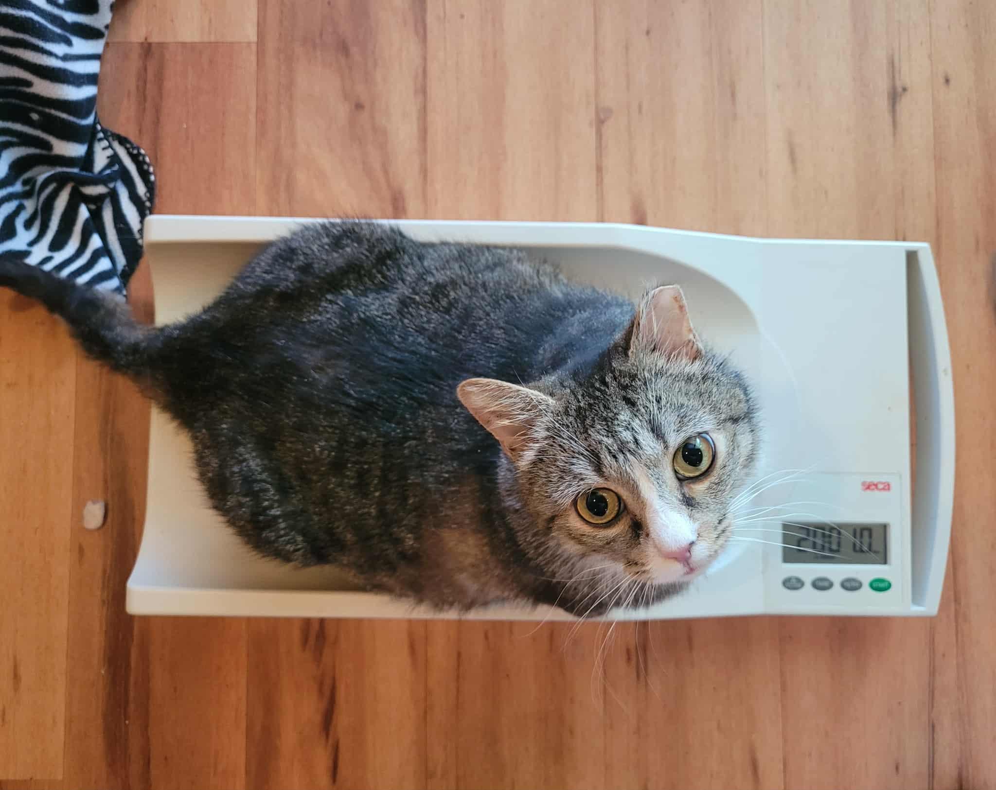 Meeka — thumbnail 2