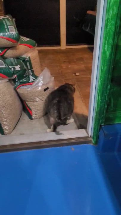 Enlarge Meeka, a Adoptable Domestic Short Hair in North Myrtle Beach, SC video 3/3