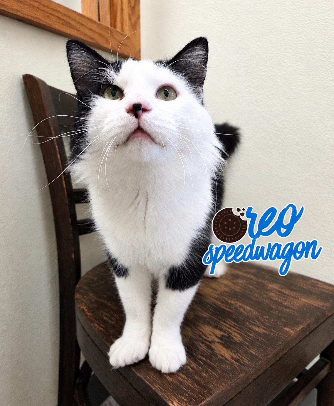 Enlarge Oreo Speedwagon, a Adopted Domestic Medium Hair in Nevada, IA image 1/1