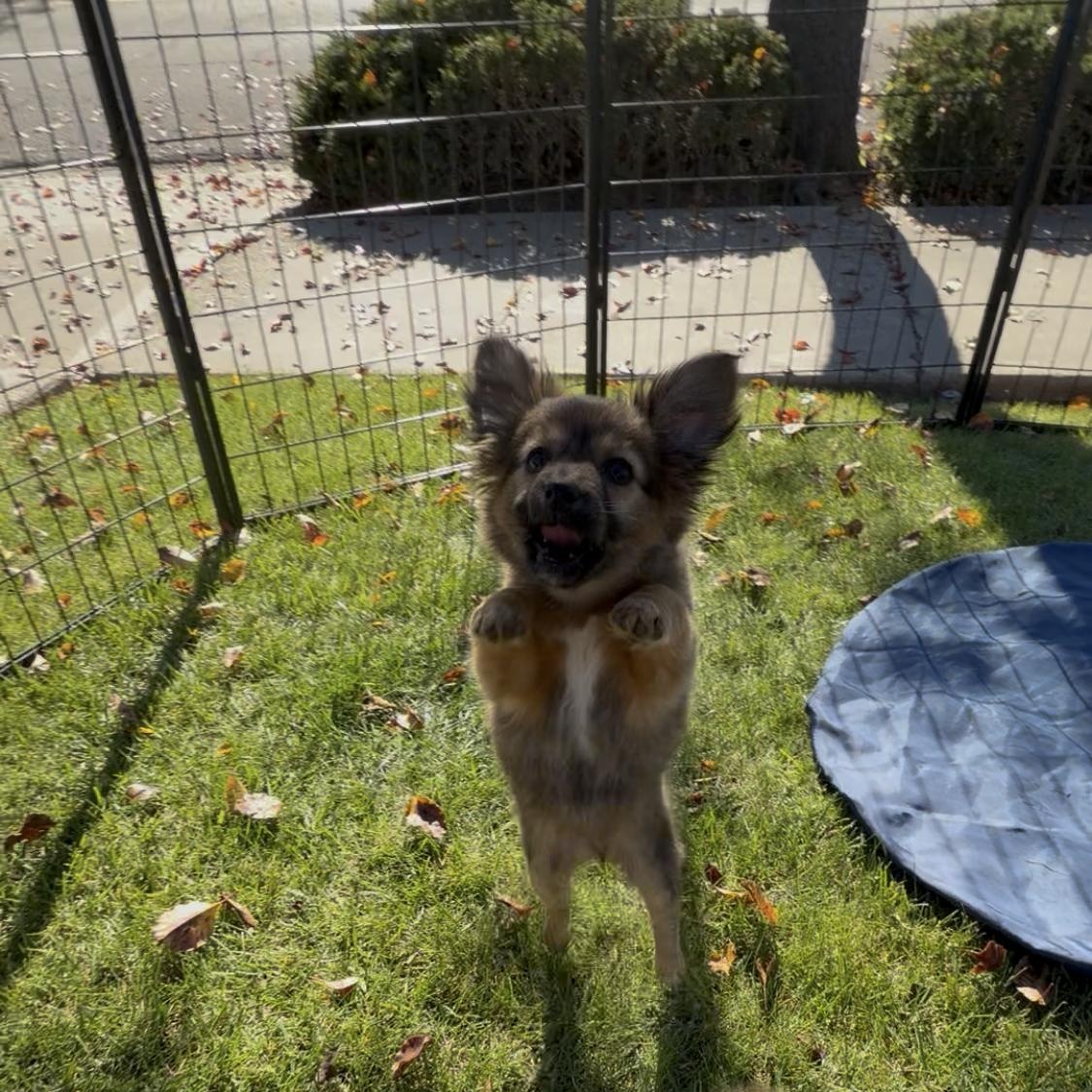 Pepper, adopted, Puppy Female Miniature Dachshund & Pomeranian.