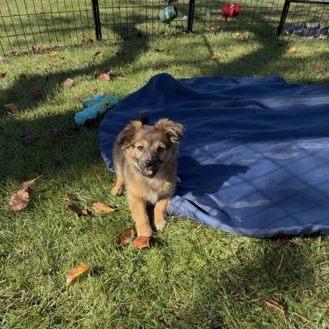 Pepper, adopted, Puppy Female Miniature Dachshund & Pomeranian.