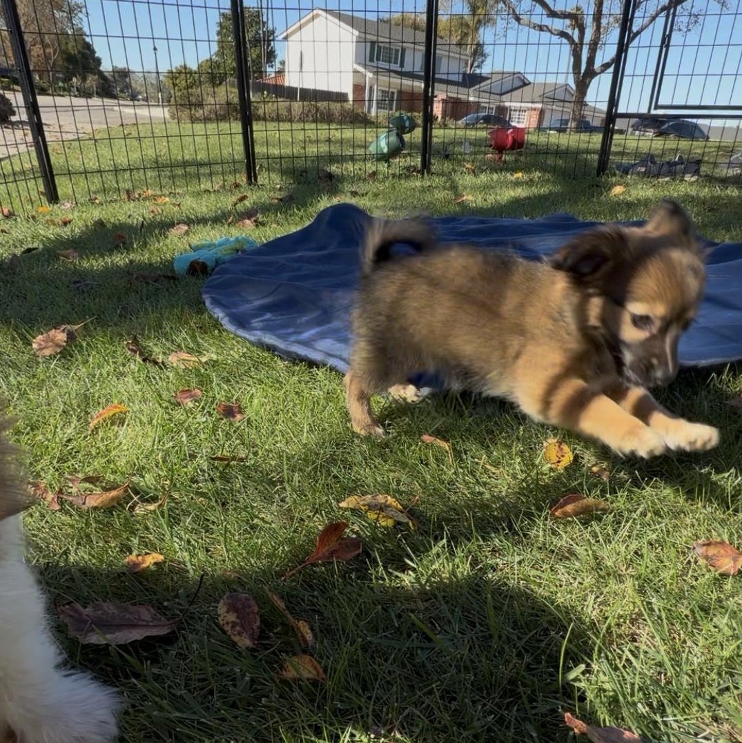Enlarge Pepper, an adopted mixed breed in Nipomo, CA image 3/5
