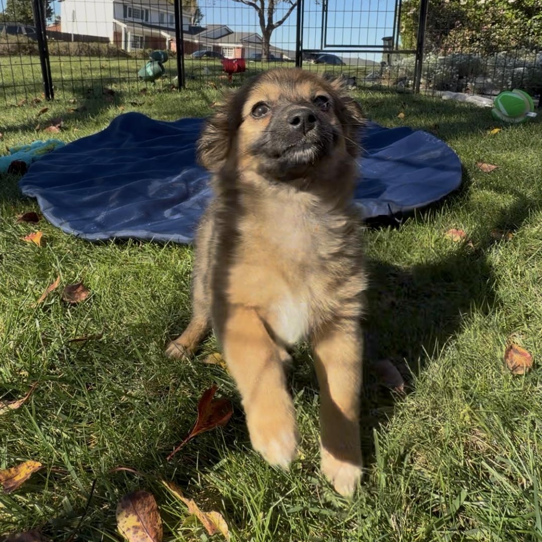 Enlarge Pepper, an adopted mixed breed in Nipomo, CA image 4/5