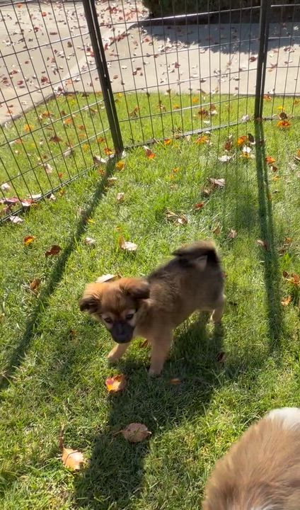 Enlarge Pepper, an adopted mixed breed in Nipomo, CA video 5/5