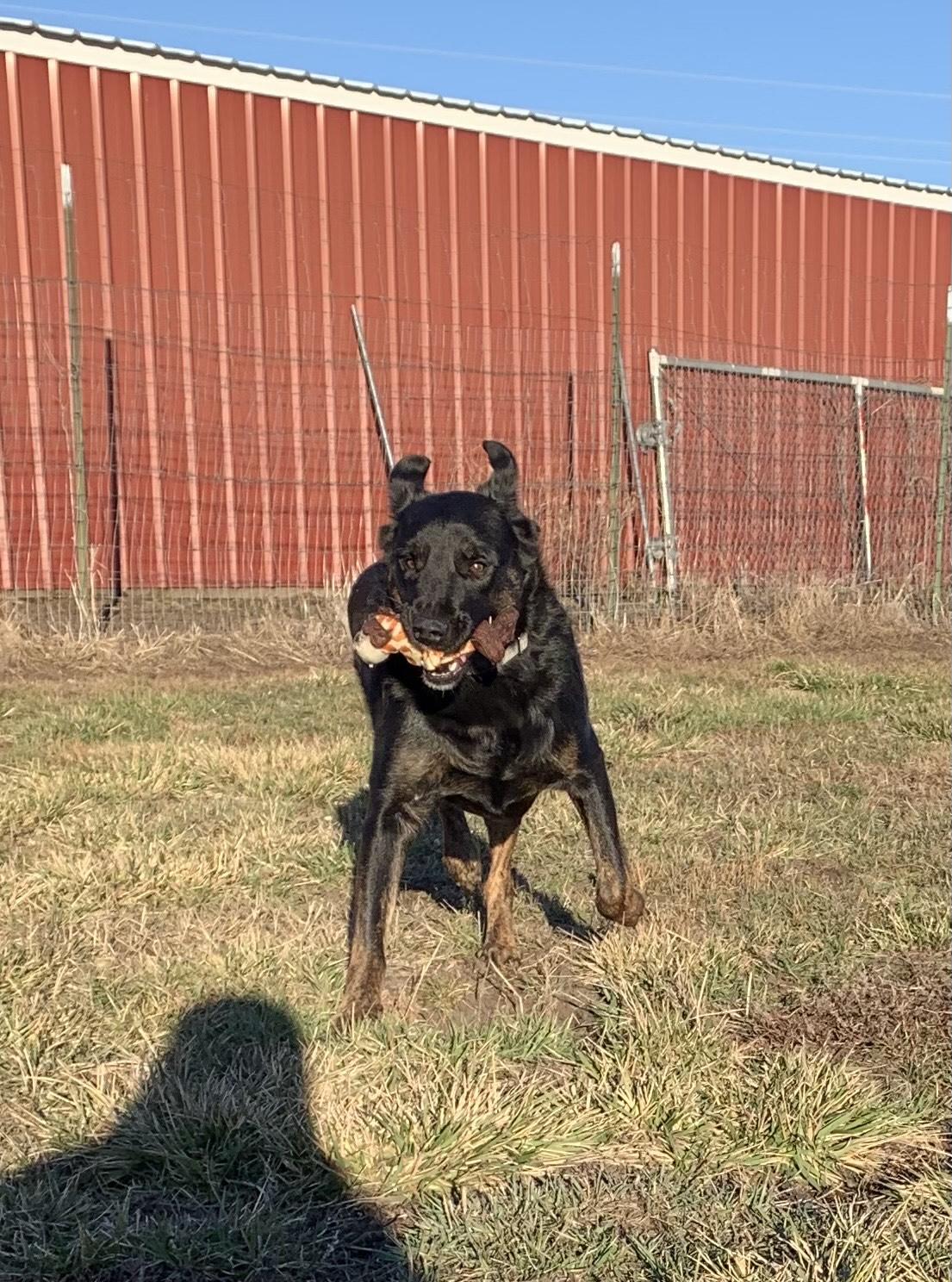 Moose, a ADOPTABLE mixed breed in La Grande, OR image 3/4