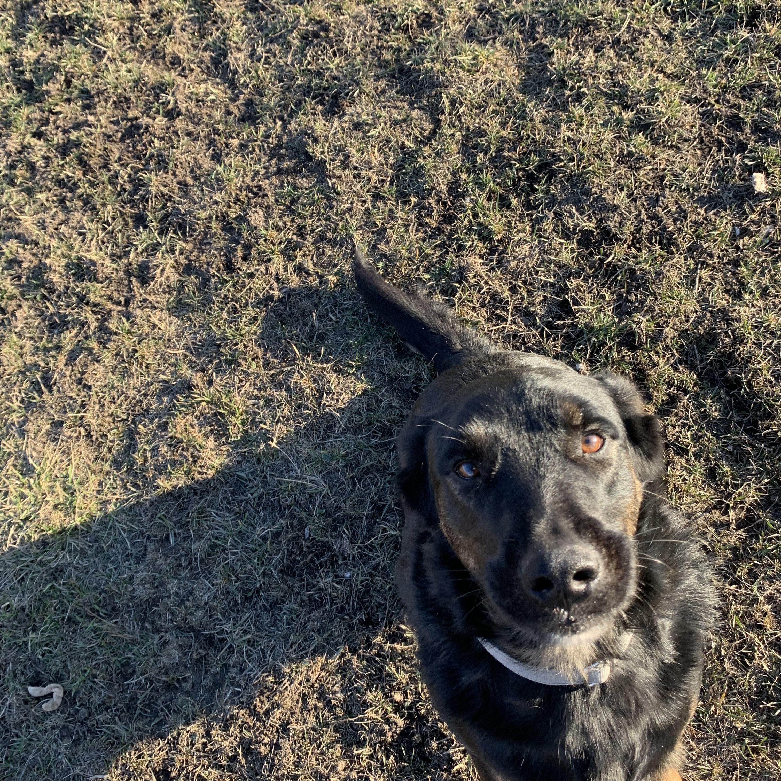 Moose, a ADOPTABLE mixed breed in La Grande, OR image 2/4