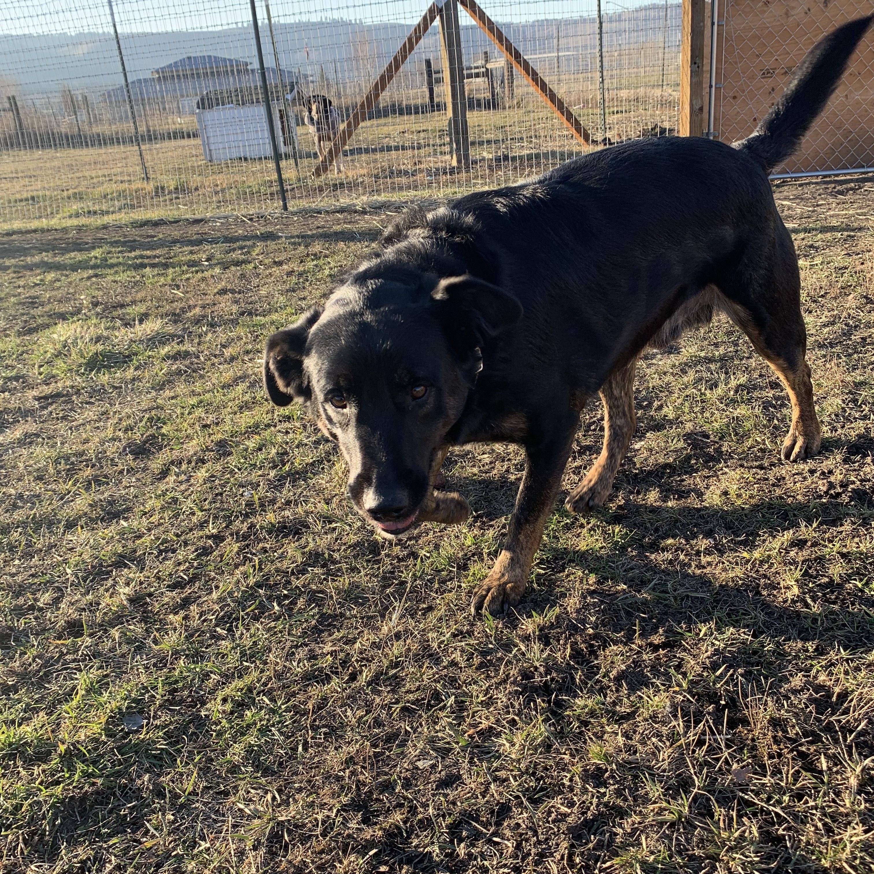 Moose, a ADOPTABLE mixed breed in La Grande, OR image 4/4