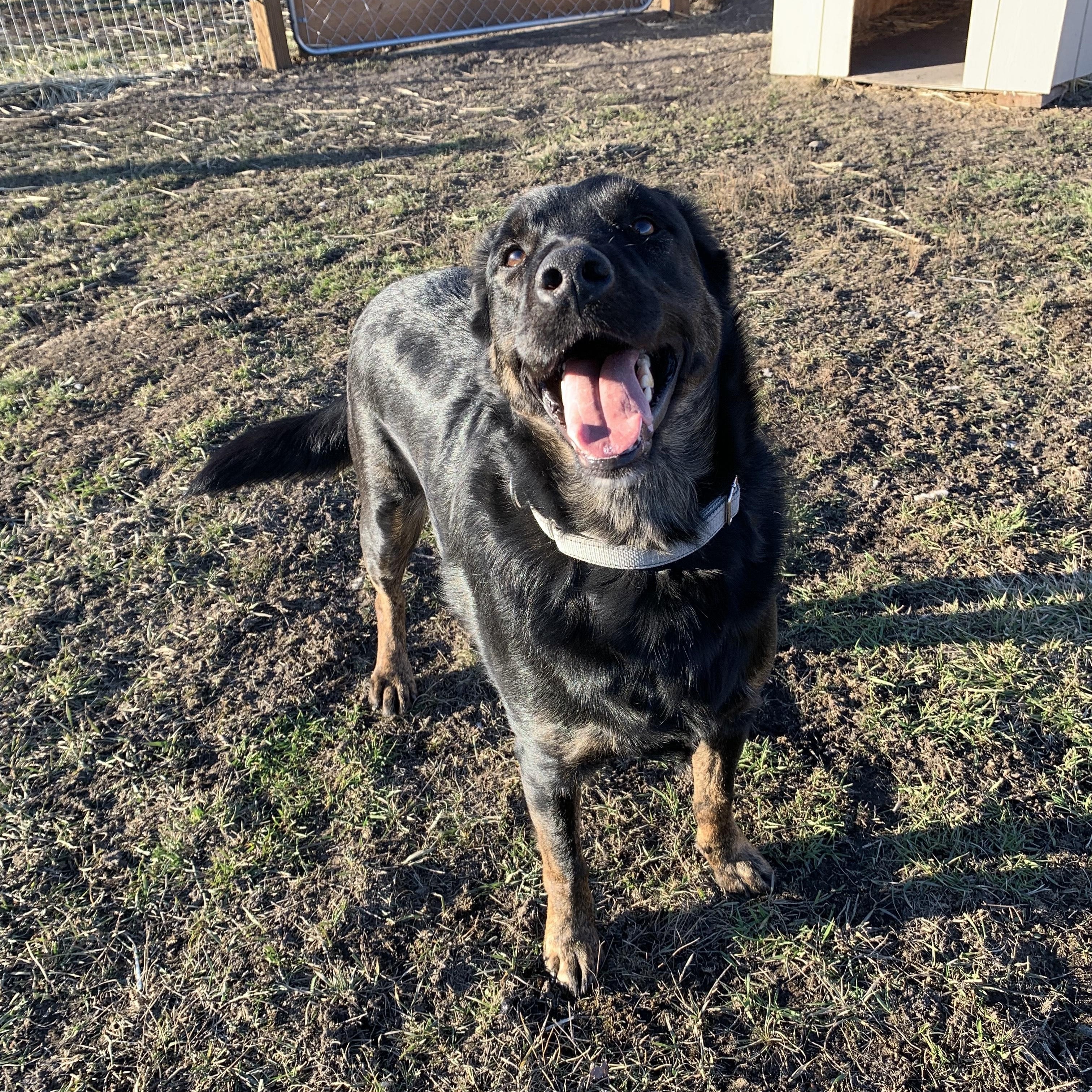 Moose, a ADOPTABLE mixed breed in La Grande, OR image 1/4