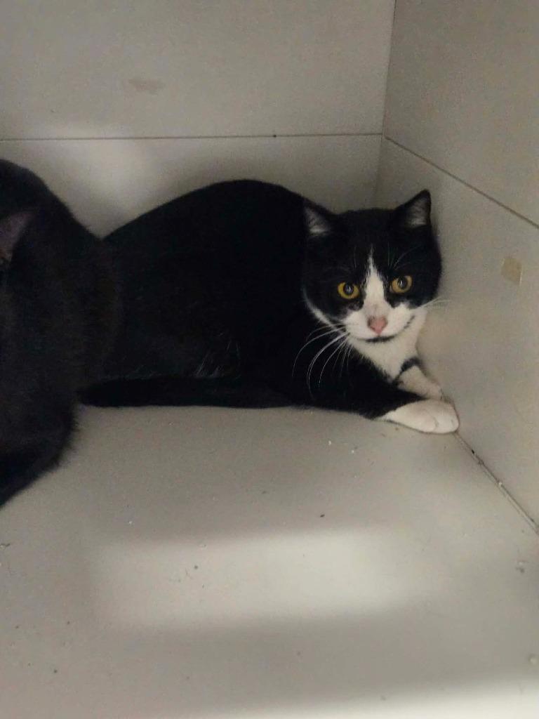 Jill, Adoptable, Young Female Domestic Short Hair.