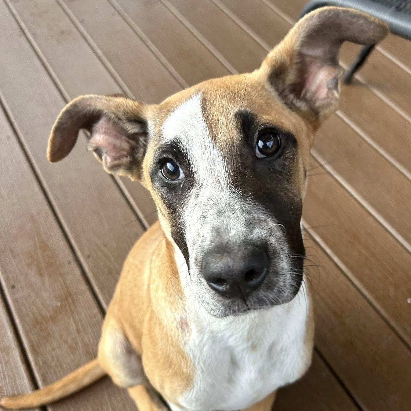 Peter, Adoptable, Young Male Catahoula Leopard Dog.